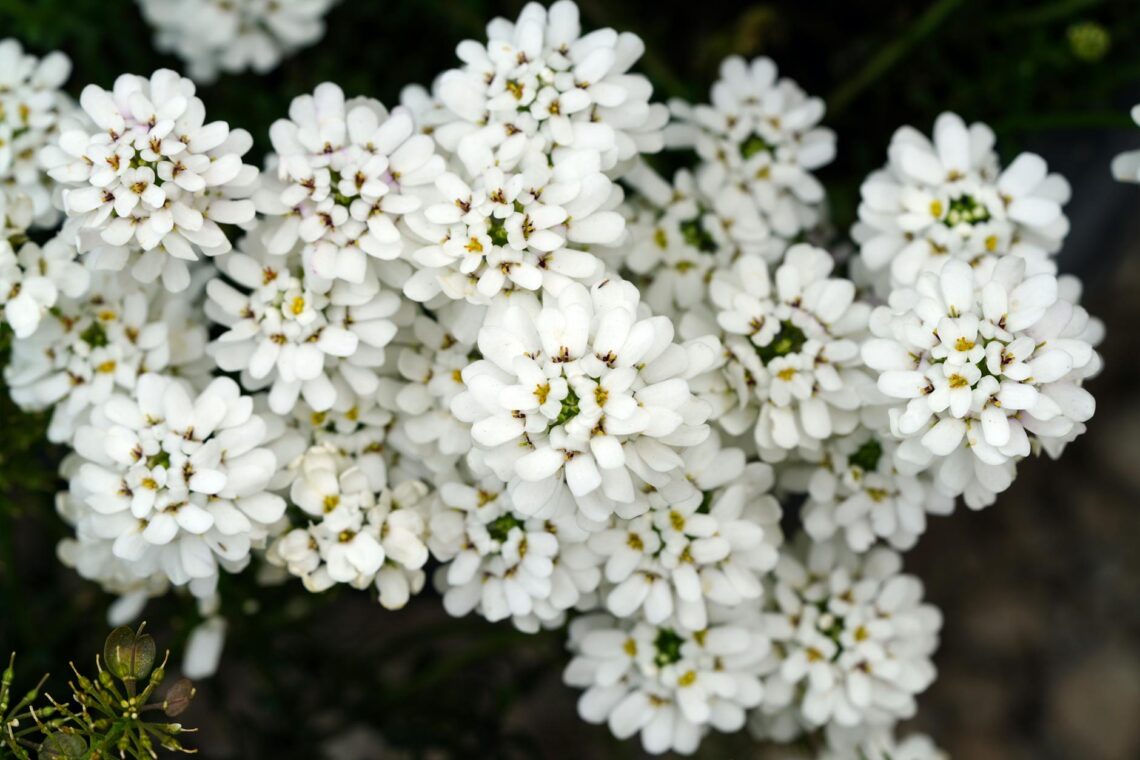 close up photo of white flowers