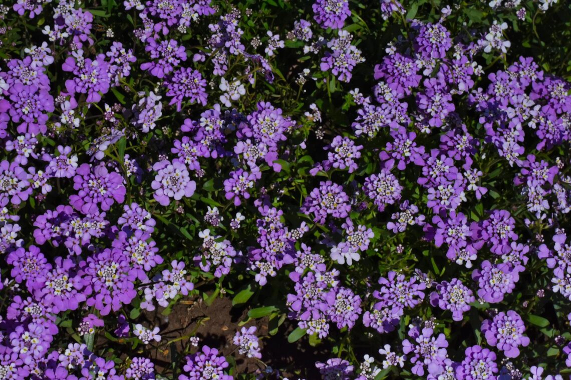 blooming purple candytuft