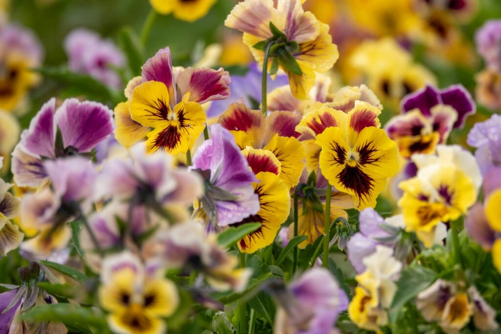 viola