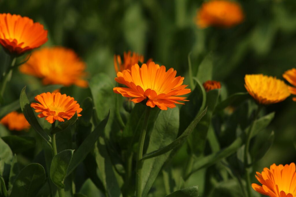 bright orange calendula flowers in bloom