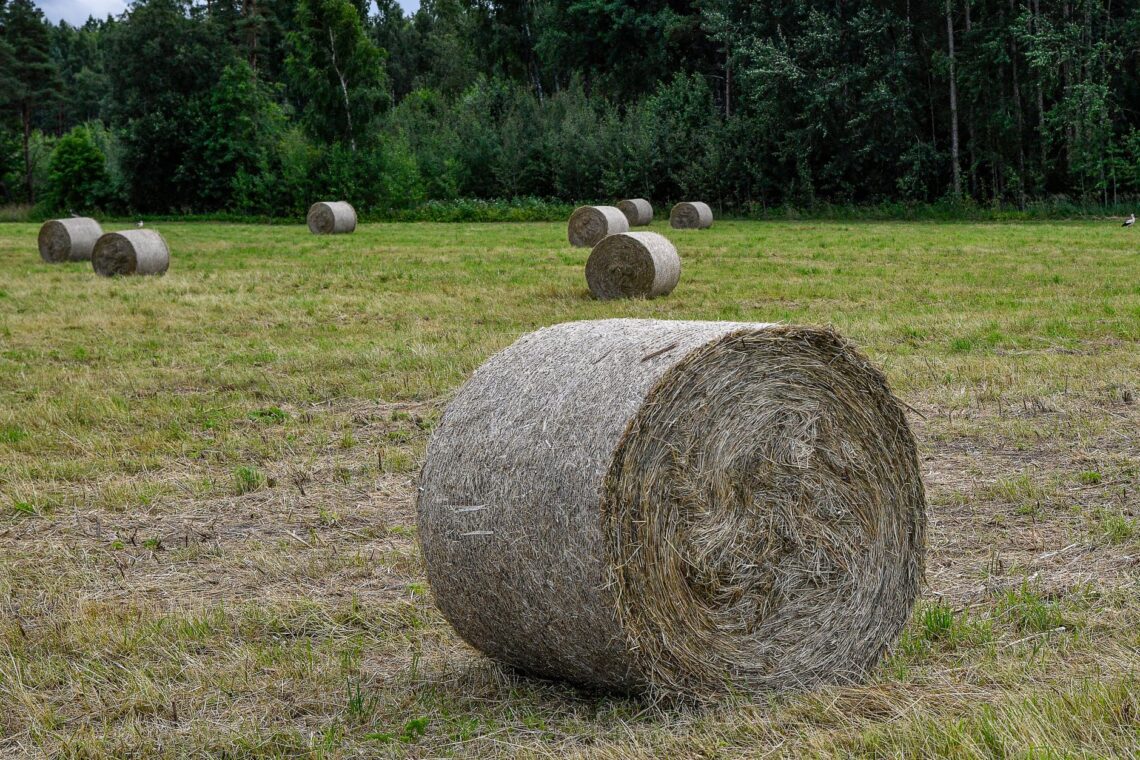 rural hay bales in estonian countryside field