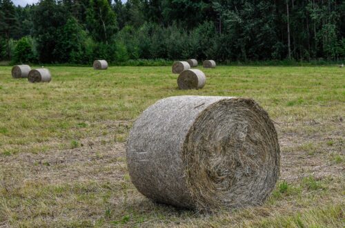 rural hay bales in estonian countryside field