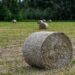 rural hay bales in estonian countryside field